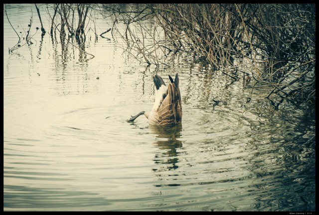 Goose on Reed's Lake Diving