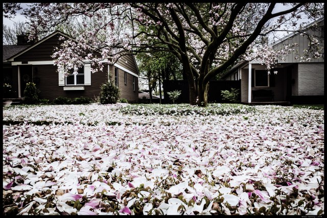 Magnolia Leaves After the Rain V