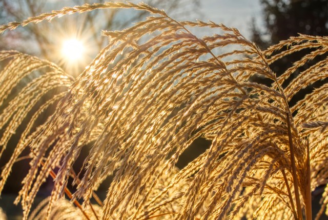 sunburst lum cropped