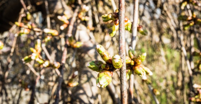 monochrome plants-3 small